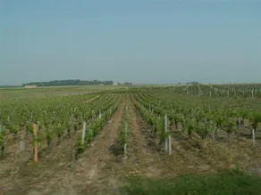 Au Coeur Du Medoc - Image 4