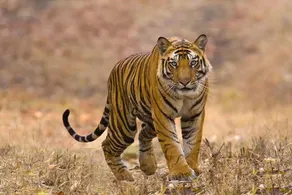 Chitwan Safari Camp & Lodge - Image 3