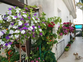 Dekel Guesthouse Hostel Ramat Gan - Image 3
