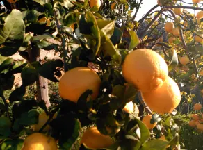 Finca Son Esteve - Image 5