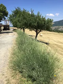 Tenuta Ca' Di Bertucci - Image 5