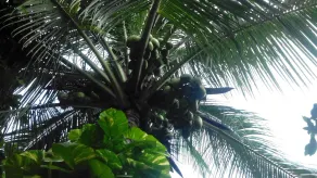 Goa Velha Guest House - Image 5