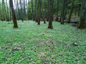 Steffi's Zimmervermietung - Image 5