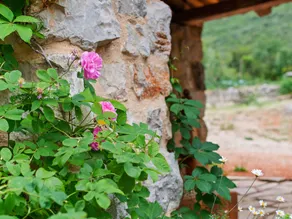 Secluded Cottage in Trpanj With Garden - Image 4