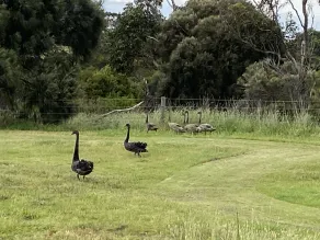 Aussie Golf Ranch - Image 4