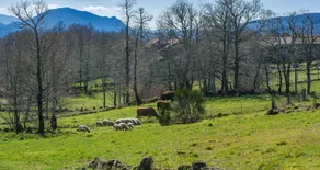 Macheta's Coutry House - Image 2