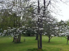 Evergreen - Image 2