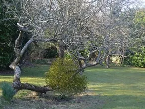 Little Forest Lodge Hotel - Image 5