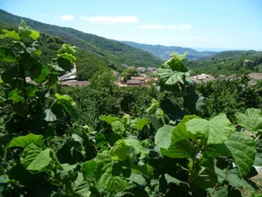 Il Campanile B&B a Sieti - Salerno - Image 3