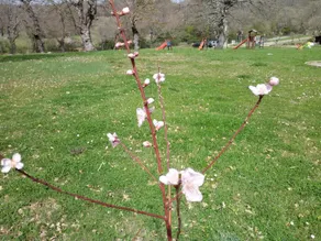 Parco Dei Crisciuni Villaggio - Image 2