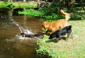 Fazenda Rio Grande - Image 3
