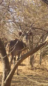 Inzimpala - Image 3