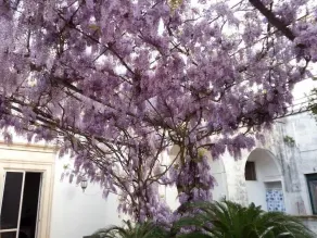 Terrazzo Dei Sogni B&B - Image 4