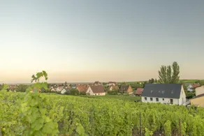 Aux pieds des vignes - Studio - 4 pers - Image 2