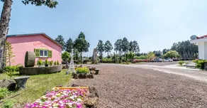 Jeju Green Pampas - Image 2