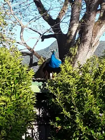 The Peacocks Nest Bed and Breakfast - Image 4