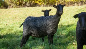 Vermont Grand View Farm - Image 5