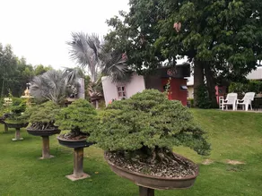18 Bonsai Garden Resort - Image 3
