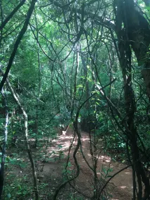 Mahagedara Wellness Retreat - Image 4