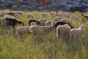 Lasinthos Eco Park - Image 2