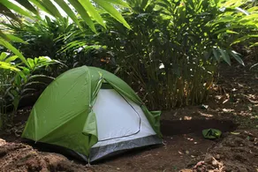 Gypsy Spot - Image 3