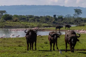 Mbweha Camp - Image 5