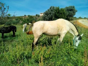 6 bedrooms villa with private pool enclosed garden and wifi at La Salzadella - Image 2