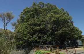 Villa con Giardino vicino al mare - Image 2