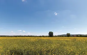 Capanna - Image 3