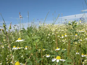 Maison avec barbecue, sauna et terrasse | Vue nature - Image 3