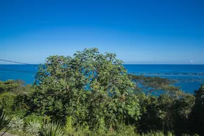 Tall Palms - Image 3