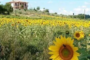 Il Girasole Bed & Breakfast - Image 4