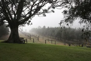 Bunnyconnellen Olive Grove and Vineyard - Image 4