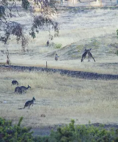 Moonburra Stay - Image 3