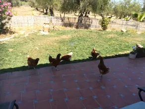 Finca Casa Halcon - Image 3