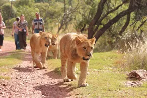 Lion's Den Backpackers - Image 2