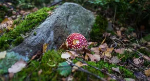 Chata na Losenici - Popelná - Image 5