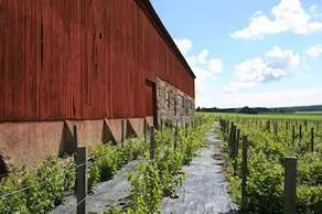 Blaxsta Vineyard - Image 4