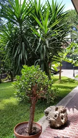 Il Giardino di Giulia 2 - Image 4
