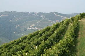 Cà Dra Topia (The Grape Pergola House) Near Alba. Charming House - Italy - Image 4