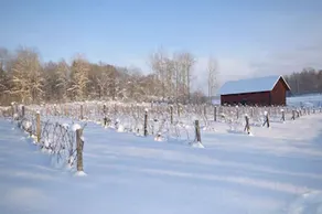 Blaxsta Vineyard - Image 3