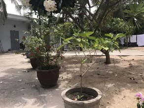 Nhat Phuc Guest House - Image 5