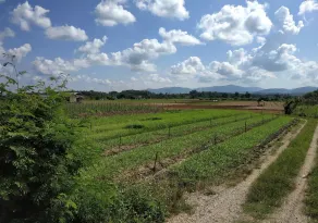 Farmstay At Pha Ma Chiangrai - Image 2
