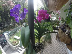Pousada Ace Palace - Image 3