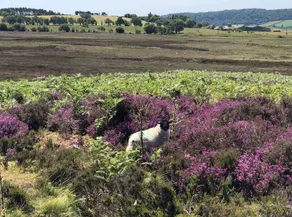 Rains Farm Holidays - Image 2