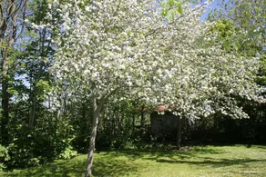 Countryside - Image 5