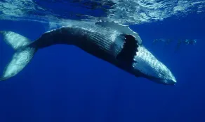 Tahiti Sail and Dive - Image 2