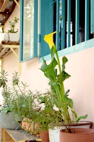 Py's House - Image 2