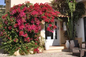 Les Mimosas - Image 2