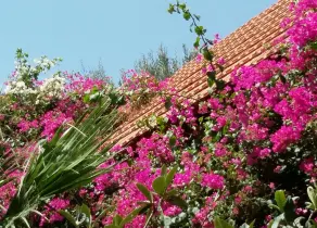 Stunning 2-bedrooms Private Cottage in Palaiochora - Image 4